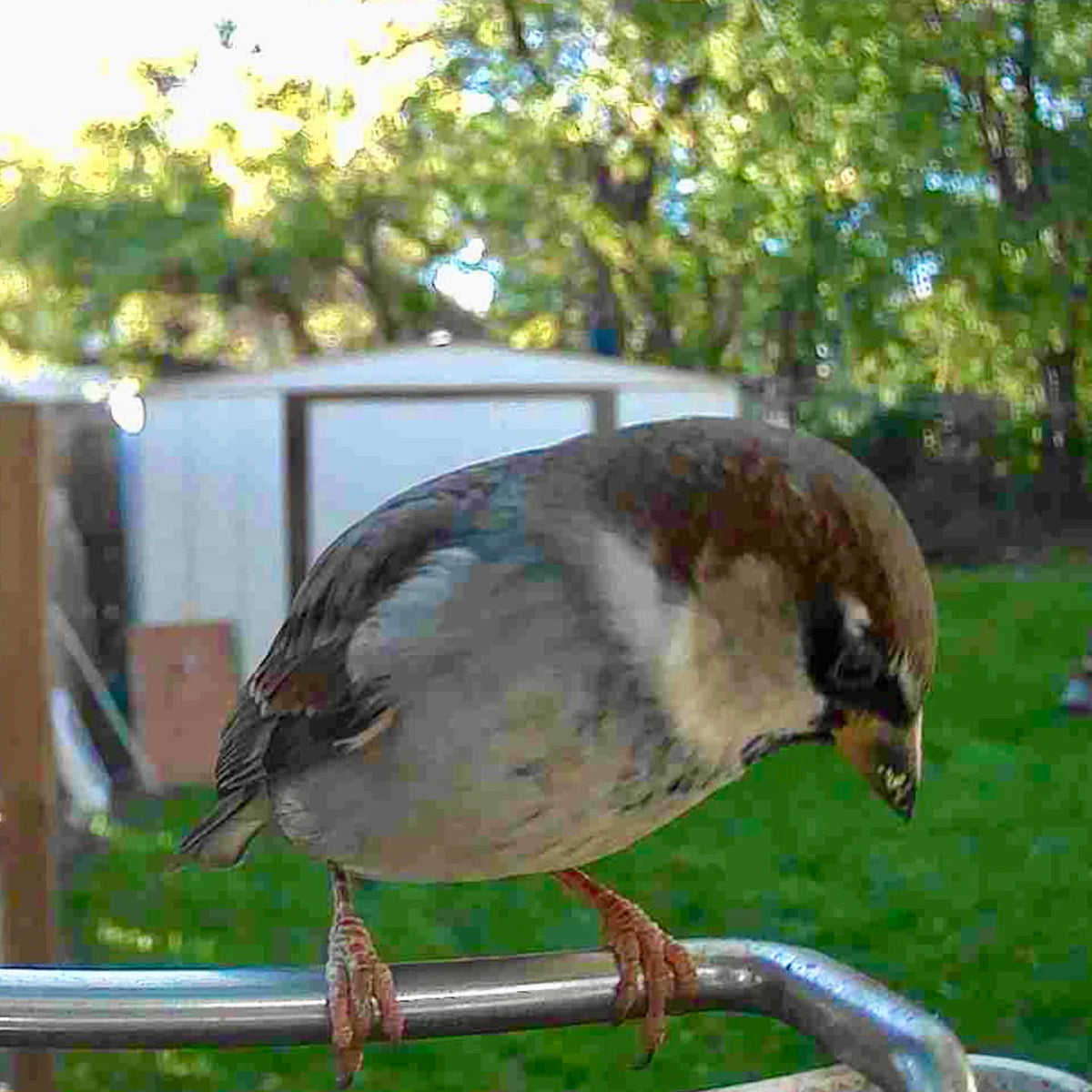 Video Camera Bird Feeder