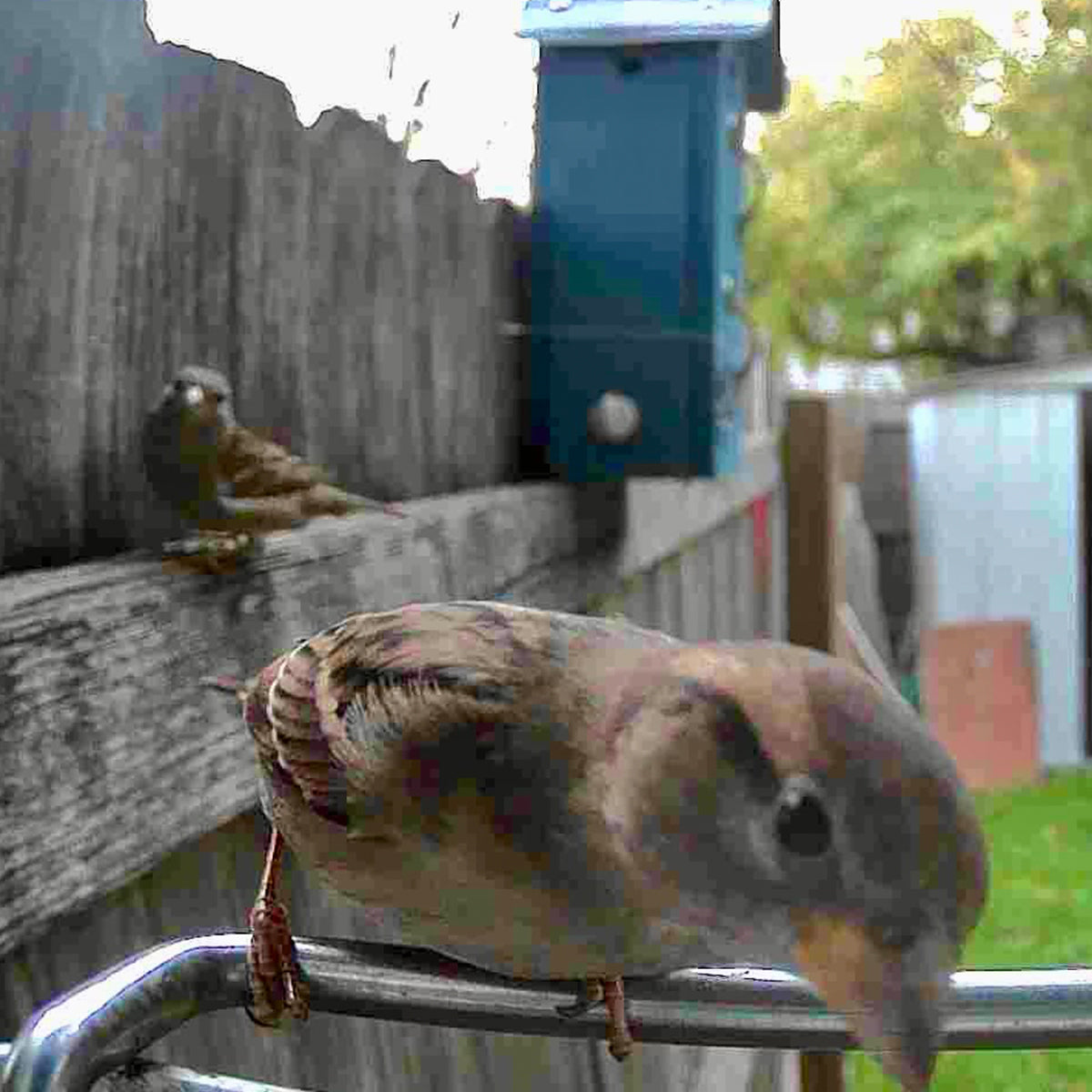 Video Camera Bird Feeder