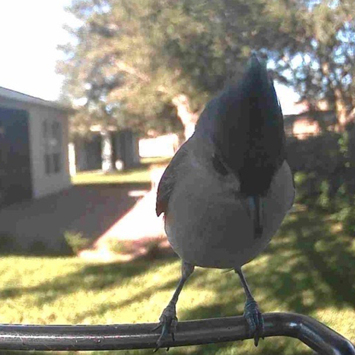 Video Camera Bird Feeder
