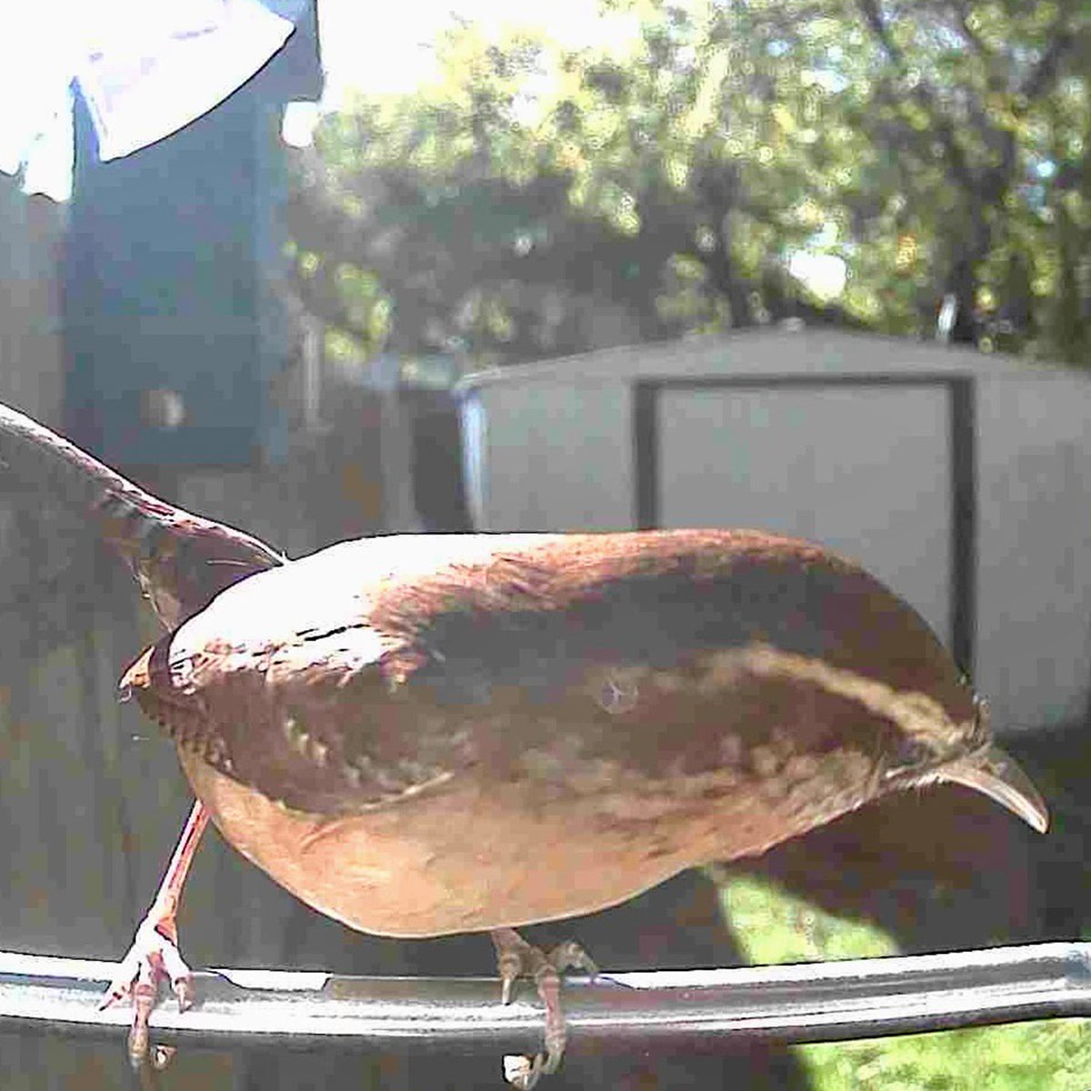 Video Camera Bird Feeder