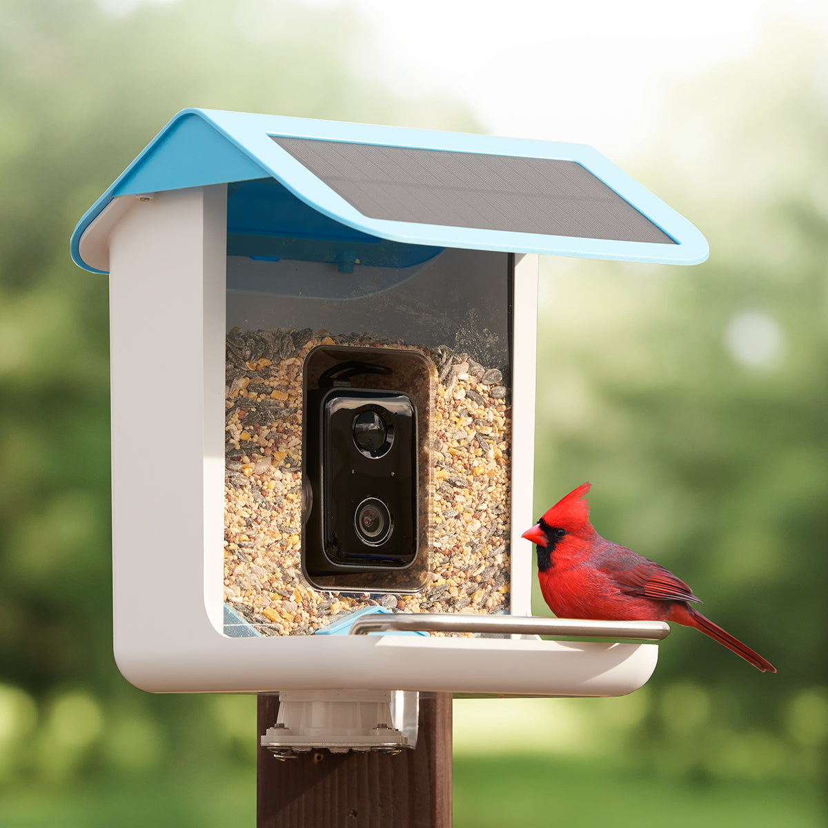 Video Camera Bird Feeder