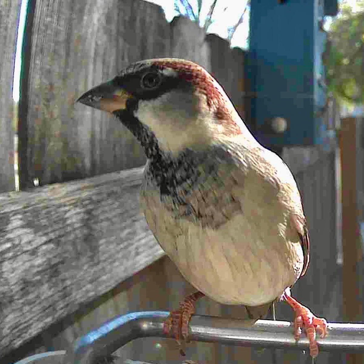 Video Camera Bird Feeder