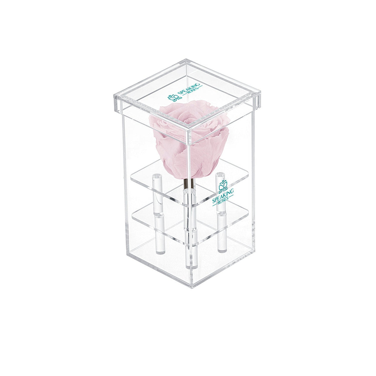 Single Stem Preserved Rose