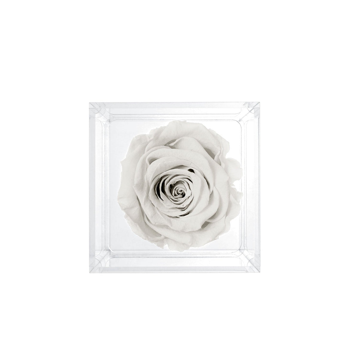 Single Stem Preserved Rose