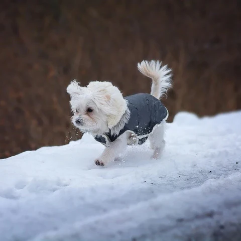 Waterproof Winter Dog Jacket Sherpa Fleece Lined Built-In Harness