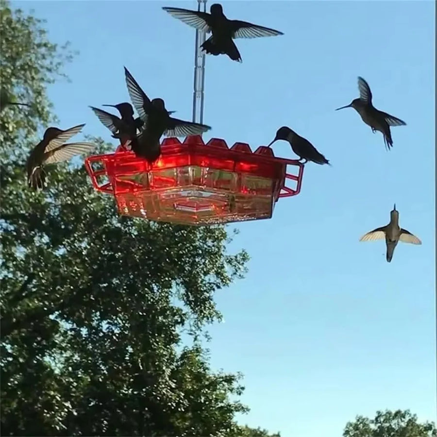 Hummingbird Feeder with Ant Proof Hanging Perch