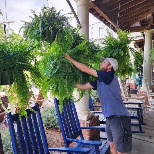 Artificial Boston Fern UV Resistant Outdoor Plant