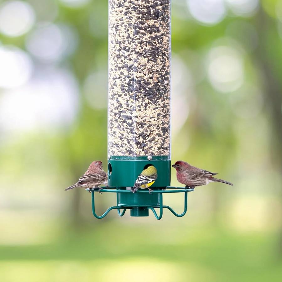Squirrel Proof Bird Feeder Hanging Mount